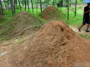 Trên mộ có cỏ có tốt hơn không? Tại sao nói: mộ không cỏ, con cháu suy tàn, khó ngóc đầu?