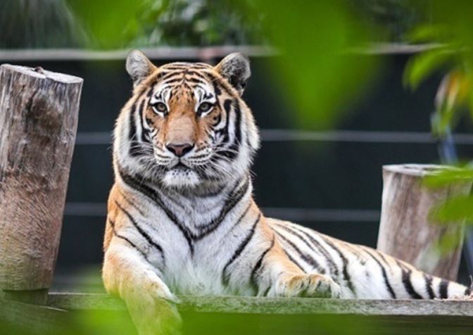 Bắt đầu từ ngày 31/12, 3 con giáp gặp vận may bất ngờ, tài chính 'phất' lên như 'diều gặp gió'