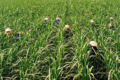 Ứng dụng công nghệ giảm carbon trong nông nghiệp của Việt Nam