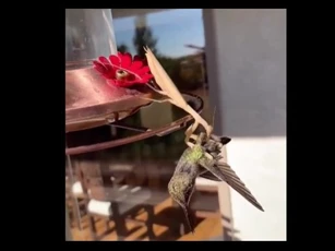 CLIP: Cảnh tượng đáng kinh ngạc, bọ ngựa tóm gọn chim ruồi trong chớp mắt