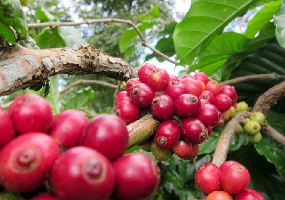 Giá nông sản ngày 30/12/2024: Cà phê giảm nhẹ, hồ tiêu duy trì mức cao