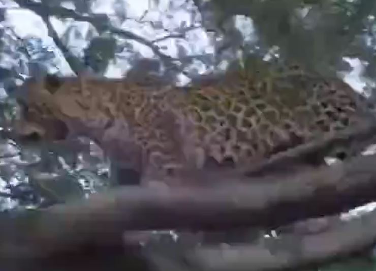 CLIP: Trèo cây săn khỉ, báo hoa mai lập tức nhận 'quả báo'