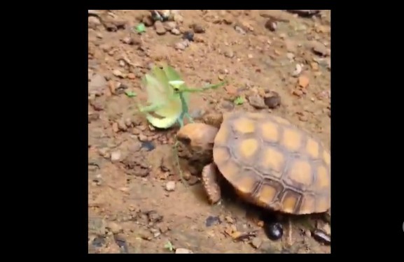 CLIP: Cuộc đọ sức bất ngờ giữa bọ ngựa và rùa, tuy nhỏ bé không đồng nghĩa với yếu thế