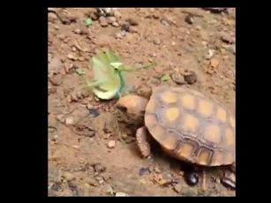 CLIP: Cuộc đọ sức bất ngờ giữa bọ ngựa và rùa, tuy nhỏ bé không đồng nghĩa với yếu thế