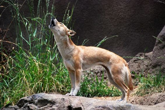 Loài chó ‘biết hát’ cực kì quý hiếm hồi sinh sau 50 năm tưởng đã tuyệt chủng