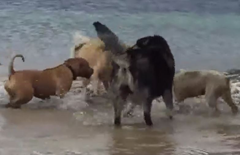 CLIP: Rái cá lọt vòng vào vây của 4 con chó nhà và cái kết ít ai đoán được