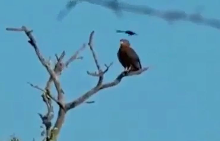CLIP: Loài chim được mệnh danh là 'mafia trên trời' dũng cảm đánh đuổi đại bàng khiến 'chúa tể của bầu trời' khiếp vía