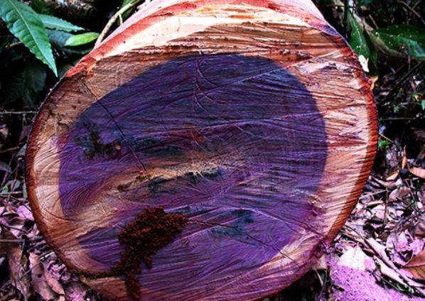 5 loại gỗ đắt nhất thế giới: Việt Nam có 1 loại nổi tiếng khắp thế giới, giá 2,3 tỷ/kg