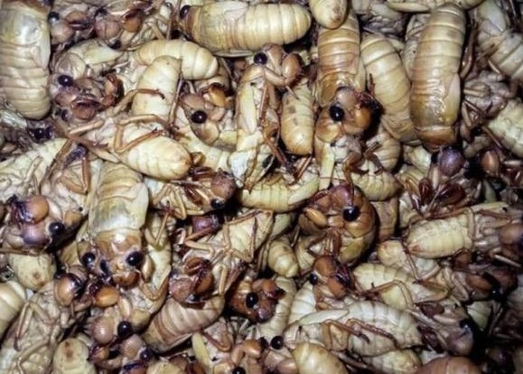 Loại đặc sản 'lột xác' đắt đỏ chỉ có vào mùa thi, muốn ăn phải đặt trước mới có