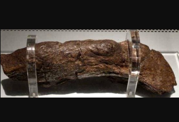 Phân người lớn nhất từ ​​trước đến nay, dài khoảng 20 cm, các nhà khoa học: quý như đá quý