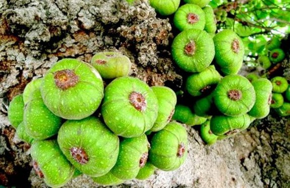 Loại quả 'anh em song sinh' với sung xưa chỉ dân nghèo ăn nay thành đặc sản nhà giàu cũng 'khao khát'