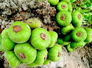 Loại quả 'anh em song sinh' với sung xưa chỉ dân nghèo ăn nay thành đặc sản nhà giàu cũng 'khao khát'