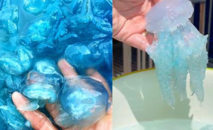 Loài vật có thân hình trong veo, tròn tròn núng nính, là đặc sản xứ Huế đáng để ăn thử