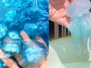 Loài vật có thân hình trong veo, tròn tròn núng nính, là đặc sản xứ Huế đáng để ăn thử