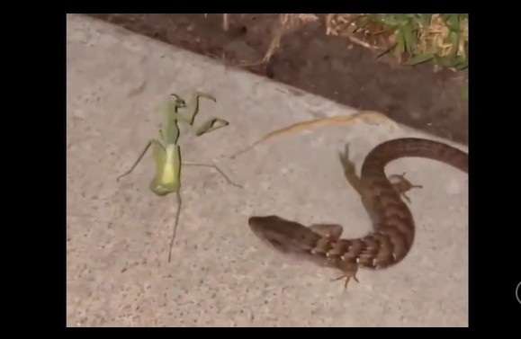 CLIP: Cuộc đối đầu sinh tử giữa thằn lằn và bọ ngựa, tàn khốc và nghẹt thở