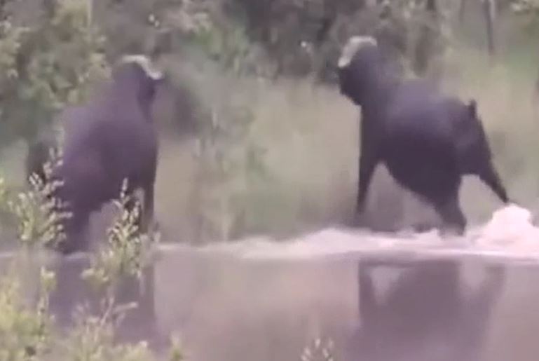 CLIP: Trâu rừng húc tung cá sấu lên trời để giải cứu đồng loại