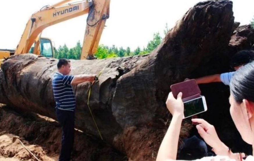 Người đàn ông “khoe” đào được 20 cây gỗ tỏa mùi thơm dưới ao: Cây dài nhất 25m, tổng giá trị ước tính hơn 1.752 tỷ đồng