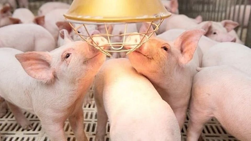 Giá heo hơi ngày 31/12/2024: Ổn định trên phạm vi cả nước 