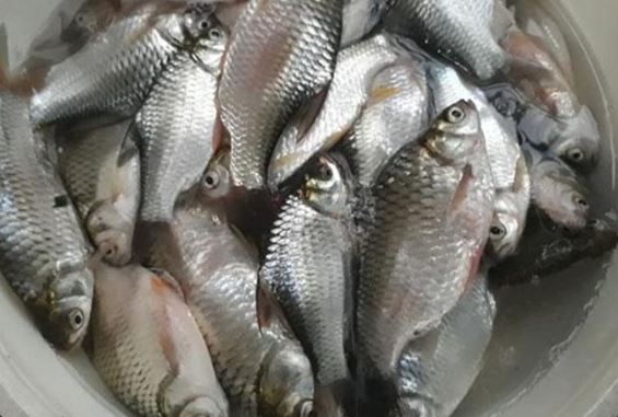 Loài cá Việt Nam suýt bị tuyệt chủng, giờ hồi sinh kỳ diệu, là món đặc sản trị giá hàng triệu đồng