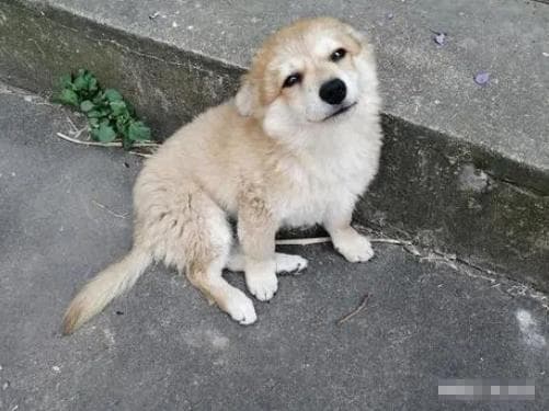 Bỗng dưng chó mèo đến nhà đừng xua đuổi, đó là tín hiệu tài lộc đang ùa về, giàu sang sắp gõ cửa