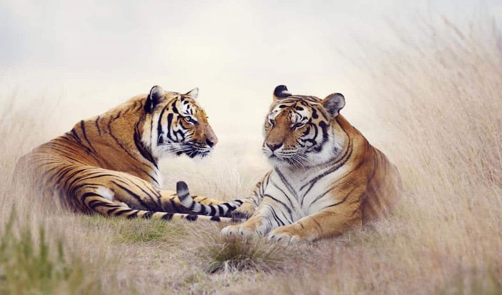 Ngày cuối năm 2024: 4 tuổi đằng Đông hốt bạc, đằng Tây gom vàng, tiền bạc ùn ùn kéo đến cửa