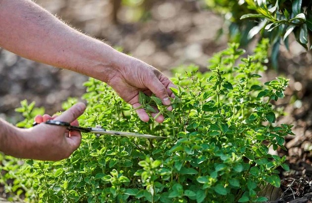 Việt Nam có loại rau dại vị vừa cay vừa đắng có cái tên "rất Tây" nhưng giúp chống ung thư và kháng khuẩn