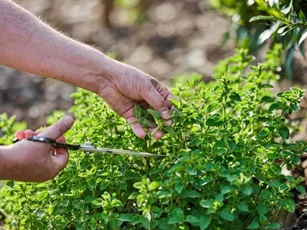 Việt Nam có loại rau dại vị vừa cay vừa đắng có cái tên "rất Tây" nhưng giúp chống ung thư và kháng khuẩn