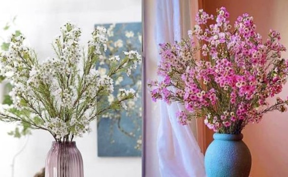 Thanh liễu - cây cảnh 'độc lạ' ngày Tết, vừa đẹp như tranh, vừa thơm như nước hoa, khiến ai cũng mê đắm