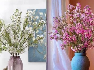 Thanh liễu - cây cảnh 'độc lạ' ngày Tết, vừa đẹp như tranh, vừa thơm như nước hoa, khiến ai cũng mê đắm