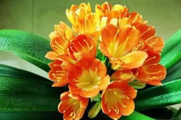 Mẹo hay cho các tín đồ yêu hoa: Chỉ cần chôn 1 thìa 'bảo bối' tự chế giúp hoa tươi tốt, không cần bón phân quanh năm