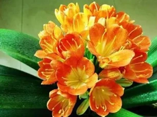 Mẹo hay cho các tín đồ yêu hoa: Chỉ cần chôn 1 thìa 'bảo bối' tự chế giúp hoa tươi tốt, không cần bón phân quanh năm