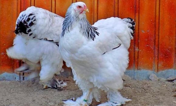 Ng&#x1EE1; ng&#xE0;ng v&#x1EDB;i lo&#xE0;i g&#xE0; cao t&#x1EDB;i 1,2 m&#xE9;t, l&#x1EDB;n t&#x1EDB;i m&#x1EE9;c kh&#xF4;ng th&#x1EC3; h&#x1EA7;m trong n&#x1ED3;i! Nu&#xF4;i m&#x1ED9;t con c&#xF3; th&#x1EC3; &#x27;&#x103;n c&#x1EA3; n&#x103;m&#x27;, gi&#xE1; ch&#x1EE5;c tri&#x1EC7;u m&#x1ED9;t con