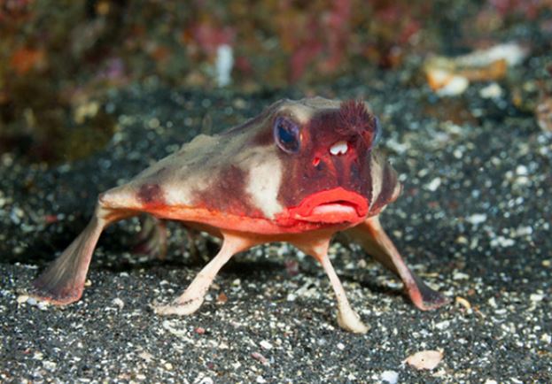 Loài cá hiếm có ngoại hình kì lạ, sở hữu đôi môi đỏ như thiếu nữ khiến ai cũng sửng sốt