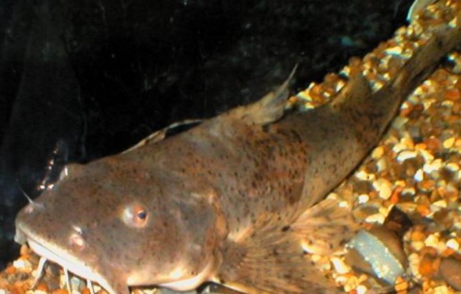 Sông Hồng sở hữu 4 loại cá quý hiếm bậc nhất, nguy cơ tuyệt chủng: Có loại cá 'tiến vua' 10 triệu/kg