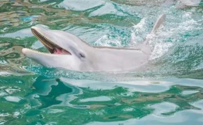 Cá heo có thực sự là loài động vật thông minh nhất thế giới: Bộ não chỉ xếp sau con người?