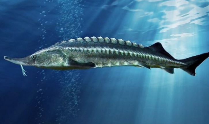 Đập Tam Hiệp có loài cá nước ngọt lớn nhất thế giới: Nặng tới hơn 700 kg