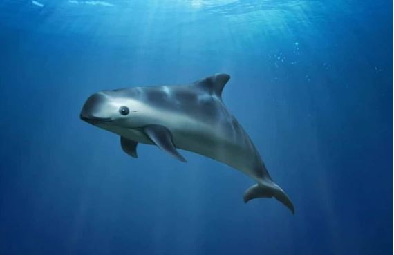 Loài cá biển hiếm nhất thế giới sắp tuyệt chủng: Chỉ còn đúng 10 con trong tự nhiên