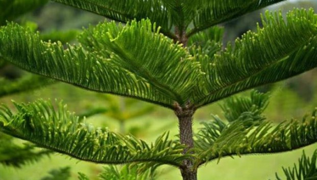 Cây âm là gì và tại sao tổ tiên khuyên không nên trồng trước cửa nhà để tránh tài lộc tiêu tán