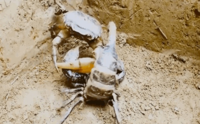 CLIP: Cuộc chiến khốc liệt, bọ cạp truy đuổi hạ gục cua đồng và cái kết đầy bất gờ