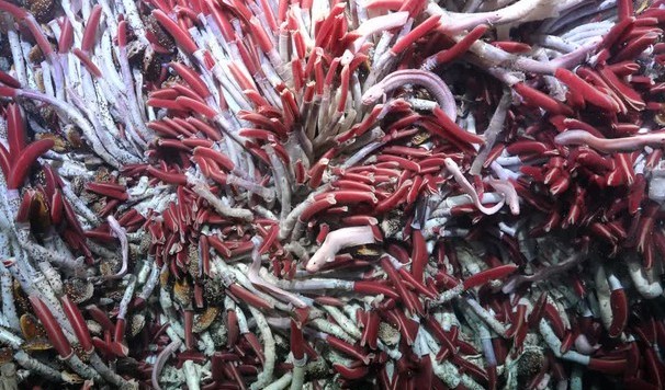 Những phát hiện bất ngờ về sự sống dưới đại dương