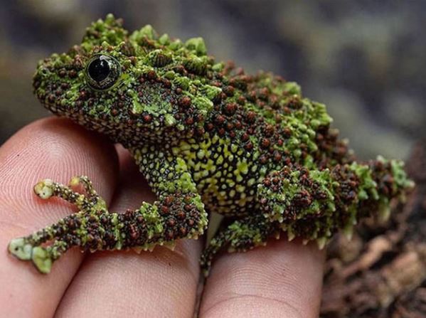 10 loài động vật kỳ quái ‘trời ban’ cho Việt Nam: Số 1 nhìn là mất ngủ, số 5 là 'sát thủ dễ thương'