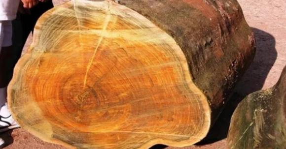 Có một loại gỗ nghe tên đã thấy 'đỏ mặt', giá cao gấp 8000 lần so với gỗ thông thường, đó là?