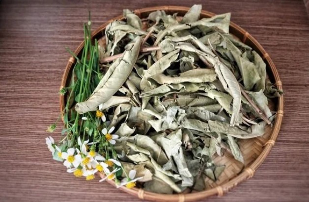 1 loại lá phơi khô có vị thanh mát tốt ngang insulin tự nhiên, là ‘‘bài thuốc’’ giúp hạ đường huyết, giảm mỡ máu hiệu quả: Việt Nam có rất nhiều