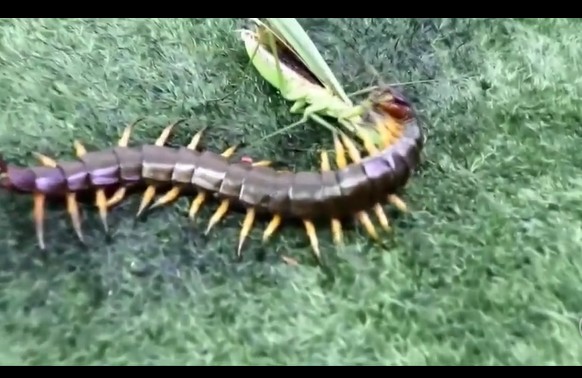 CLIP: Cuộc đối đầu sinh tử giữa rết độc và bọ ngựa, cái kết đầy bất ngờ