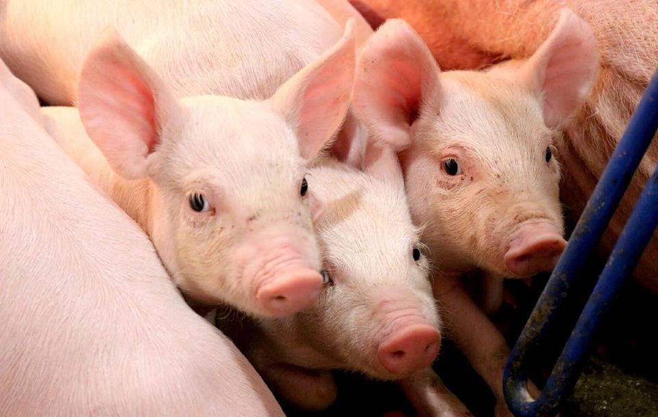 Giá heo hơi ngày 2/1/2025: Thị trường có biến động nhẹ ở miền Trung - Tây Nguyên và miền Nam