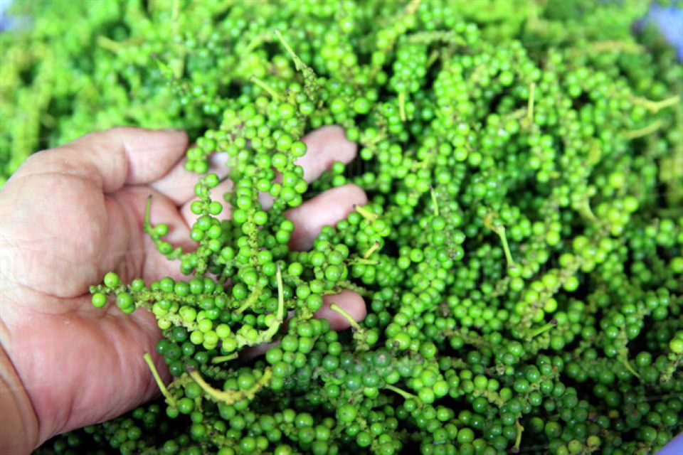 Giá nông sản ngày 2/1/2025: Cà phê tiếp tục giảm, hồ tiêu ổn định