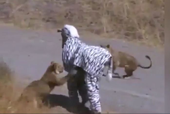 CLIP: Đóng giả ngựa vằn trêu sư tử, 2 chàng trai lập tức 'nếm trái đắng'