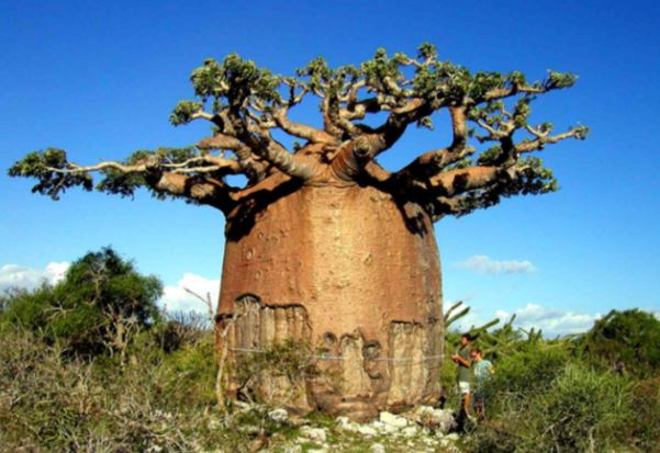 Việt Nam sở hữu loài cây độc nhất thế giới: Chứa lượng nước khủng, nuôi sống cả nhà trong nửa năm