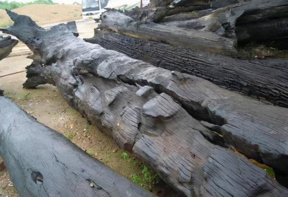 Máy xúc đào trúng cây gỗ tỏa hương ngào ngạt, là gỗ gì mà được định giá hơn 349 tỷ đồng?