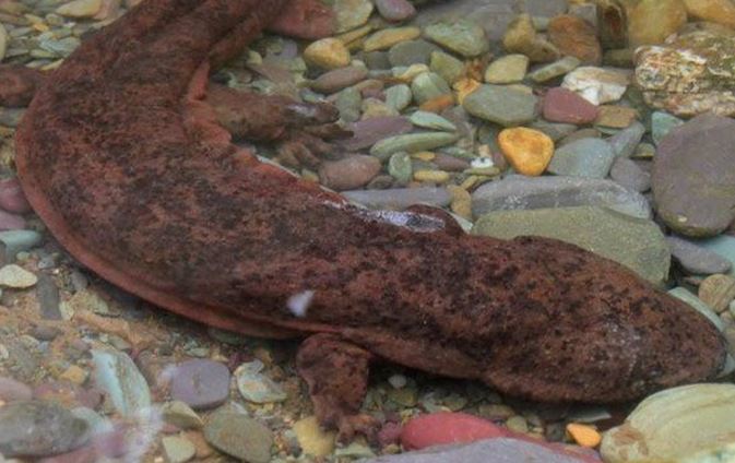 Người công nhân ‘sang chấn' khi phát hiện con vật quý hiếm có thể phát ra tiếng khóc như trẻ em